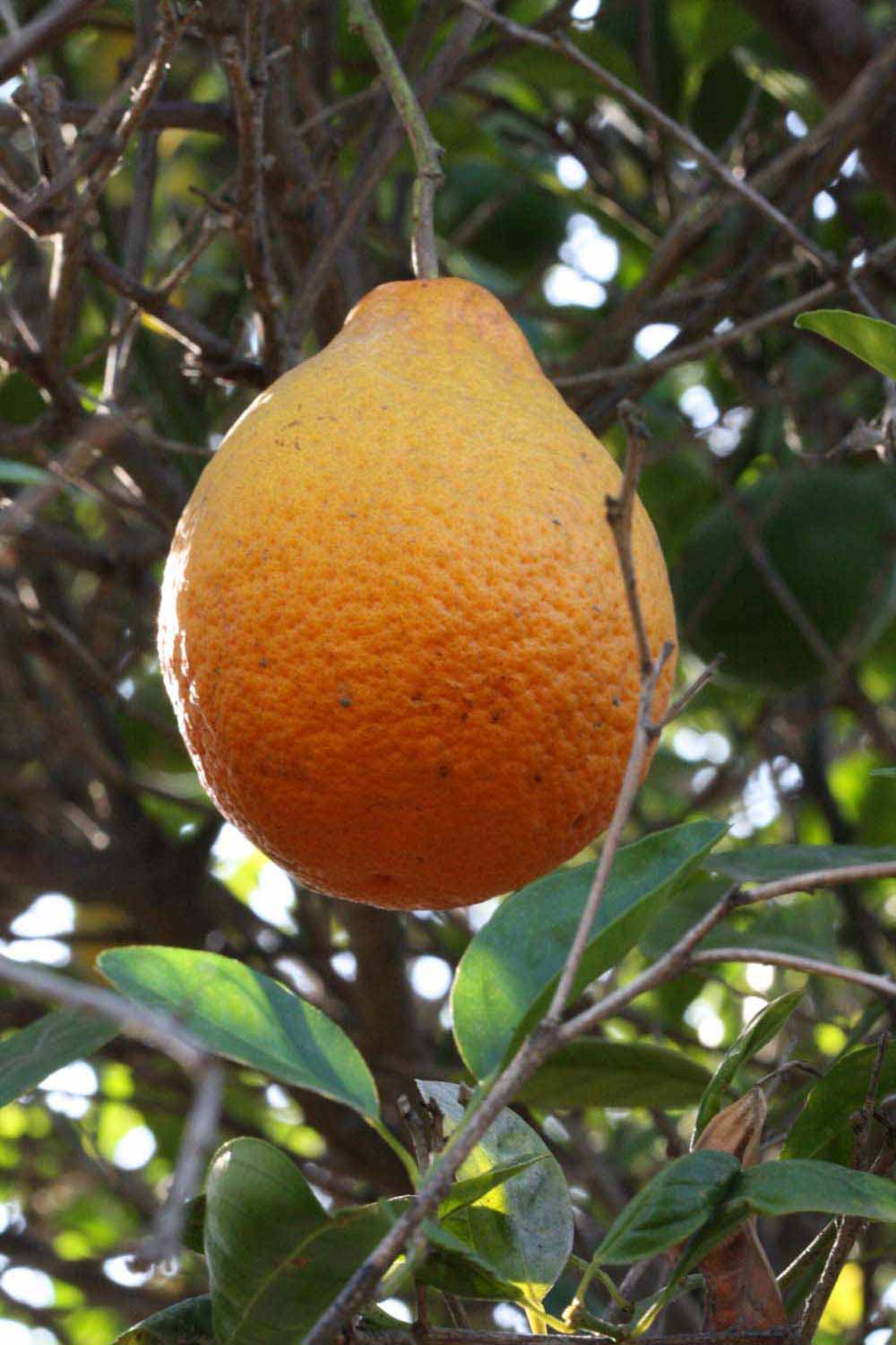            Fruit (Riverside, CA)   